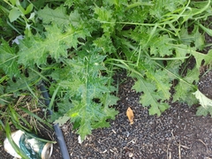 Carduus pycnocephalus