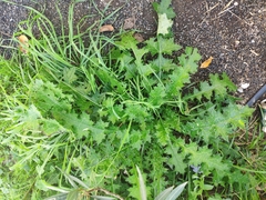 Carduus pycnocephalus