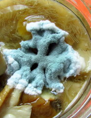 Penicillium digitatum