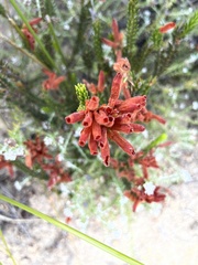 Erica cerinthoides