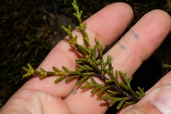 Microcachrys tetragona