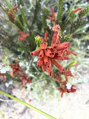 Erica cerinthoides