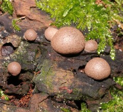 Lycogala