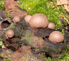 Lycogala