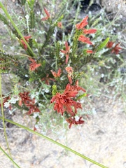 Erica cerinthoides