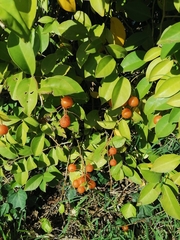 Pereskia