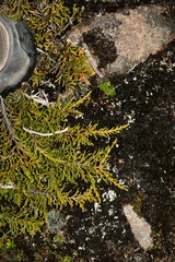 Microcachrys tetragona