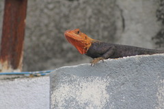 Agama agama