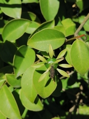 Pereskia
