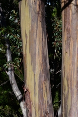 Eucalyptus subcrenulata
