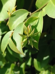 Pereskia