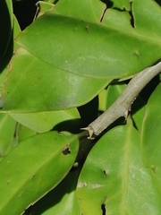 Pereskia