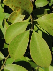 Pereskia