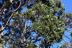 Eucalyptus subcrenulata