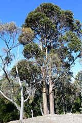 Eucalyptus subcrenulata