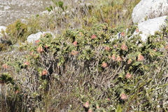 Liparia splendens splendens