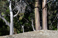 Eucalyptus subcrenulata