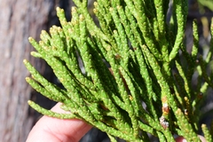 Athrotaxis cupressoides