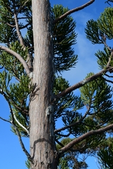 Athrotaxis cupressoides