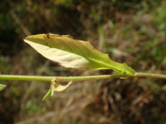 Crepis pulchra