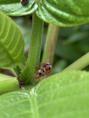 Coccinelloidea