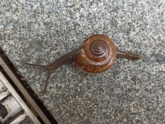 Macrochlamys kelantanensis