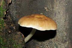 Pluteus romellii