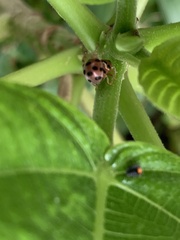 Coccinelloidea