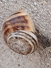 Eobania vermiculata