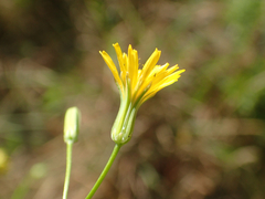 Crepis pulchra