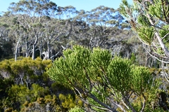 Athrotaxis cupressoides