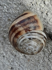 Eobania vermiculata