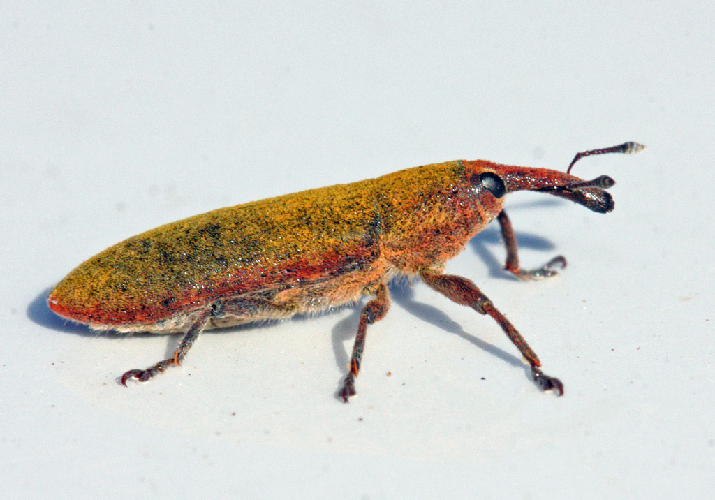 Lixus linearis
