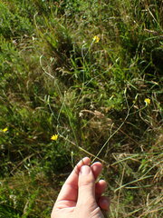 Crepis pulchra