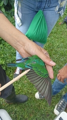 Tersina viridis