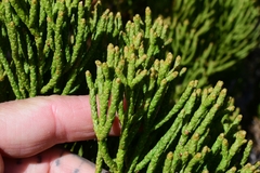 Athrotaxis cupressoides