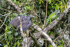 Buteogallus anthracinus
