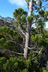 Athrotaxis cupressoides