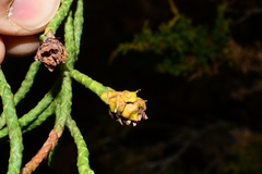 Athrotaxis cupressoides