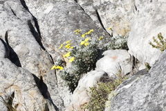 Euryops pectinatus pectinatus