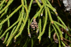 Athrotaxis cupressoides