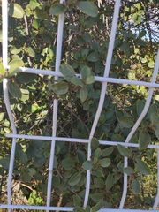 Rhamnus alaternus