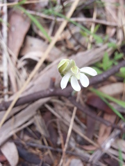 Caladenia prolata