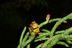 Athrotaxis cupressoides