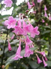 Strobilanthes hamiltoniana