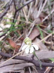 Caladenia prolata