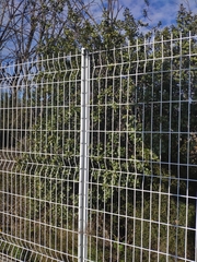 Rhamnus alaternus