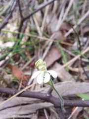Caladenia prolata