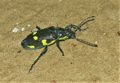 Polyclaeis longicornis