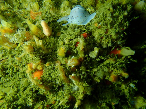 Trivia ovulata observed 2022-11-30
